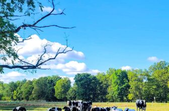 The Little Things Newsletter #433 – Life, laughter, and lots of great food!