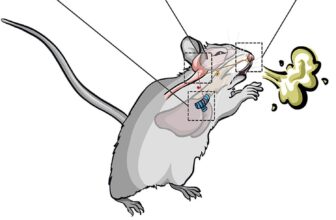 How the Brain Separates Sneezing From Coughing, According to Mice