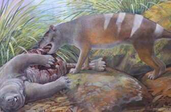 Tasmanian Tiger Ancestor Ate All of Its Prey—Even Bones and Teeth