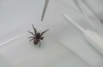 Deadly Spider Venom Tapped for Heart Attack Drug